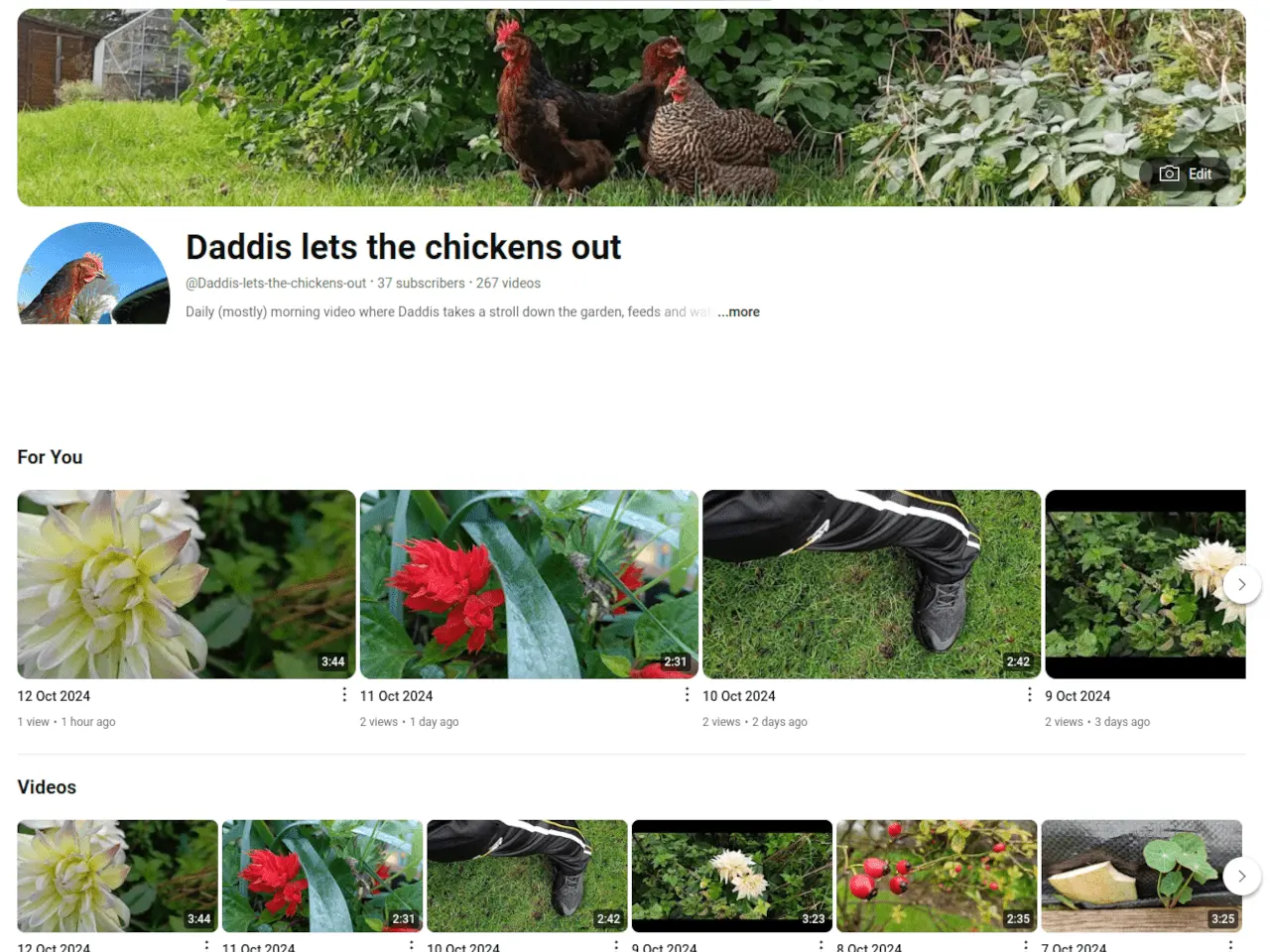 Daddis lets the chickens out Youtube channel.